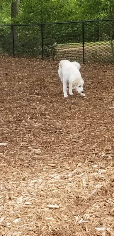 North Garner Dog Park - Image 2