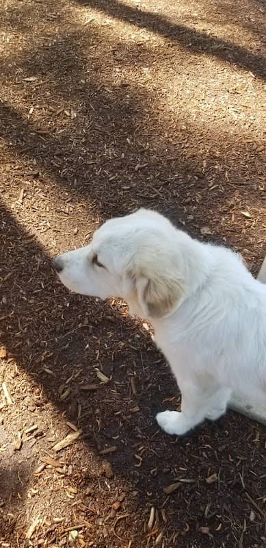 North Garner Dog Park - Image 3