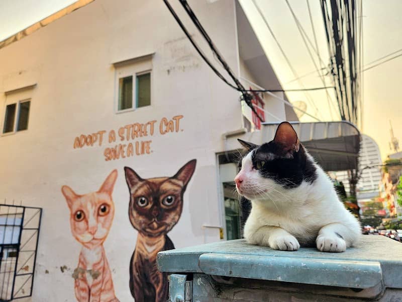 Street Cat Mural - Image 3