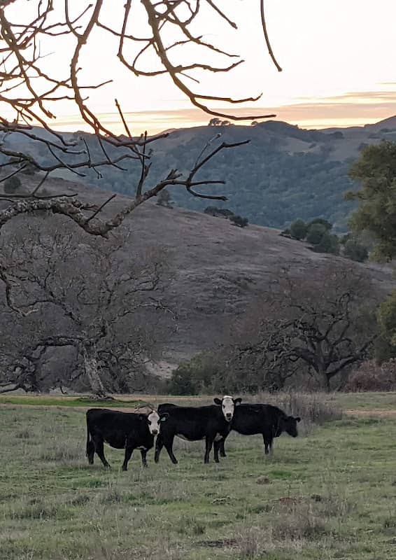Mt Burdell Hike - Image 3