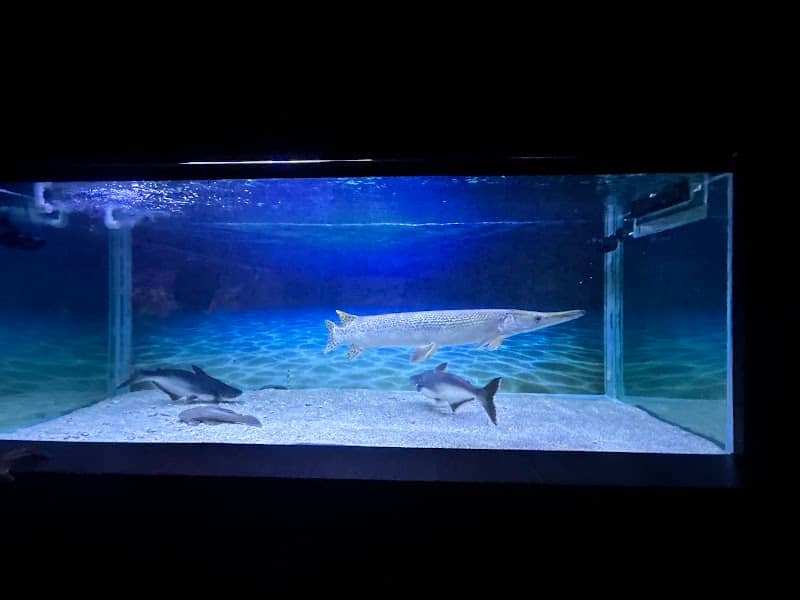 Nellai Public Aquarium (நெல்லை வண்ணமீன் காட்சியகம்) - Image 1