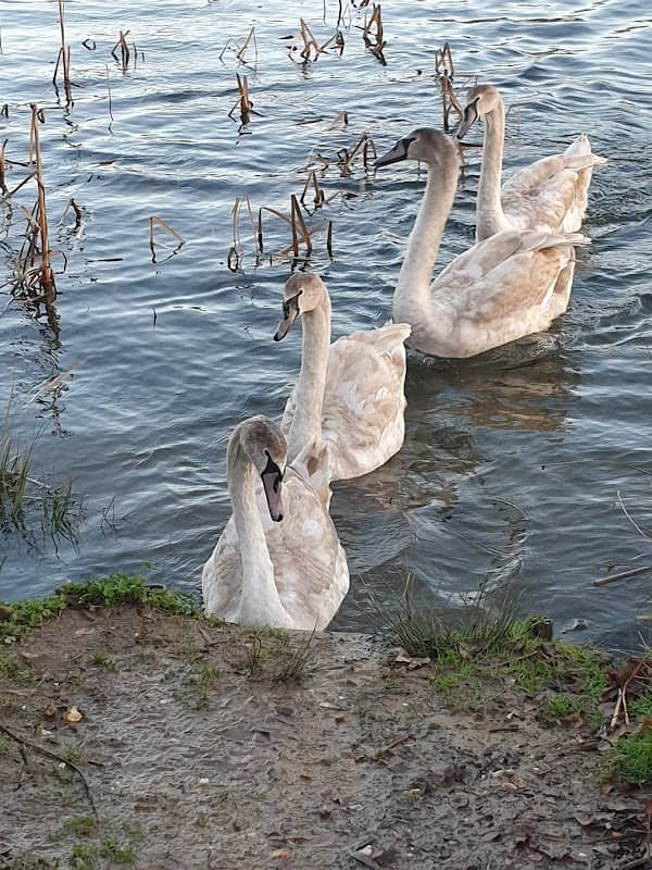 Ripley Pond - Image 1