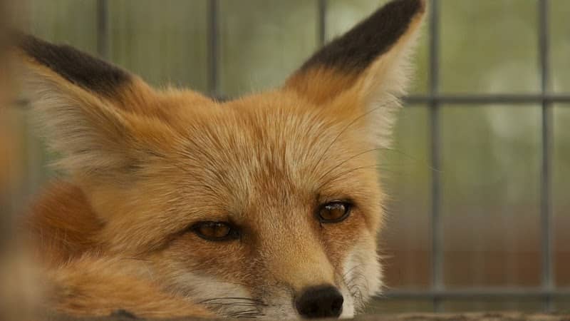 Yellowstone Wildlife Sanctuary - Image 1