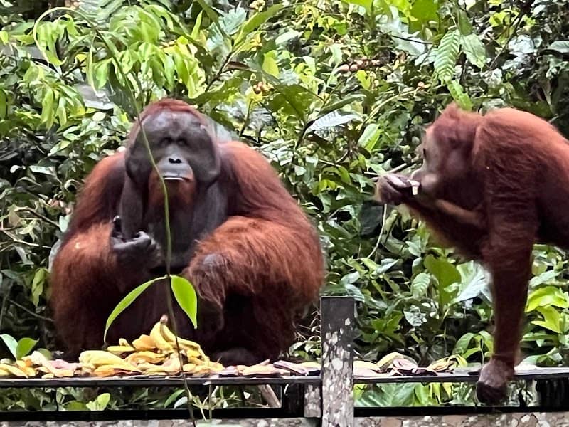Camp Tanjung Harapan Orangutan Feeding Stage - Image 1