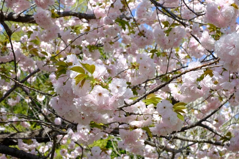 FFPRI Arboretum No. 1 - Image 1