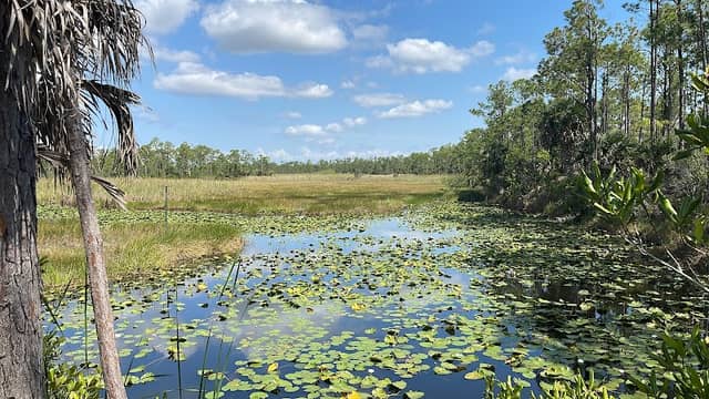 Charlotte Flatwoods Environmental Park - Image 2