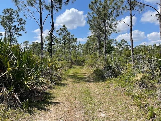 Charlotte Flatwoods Environmental Park - Image 1