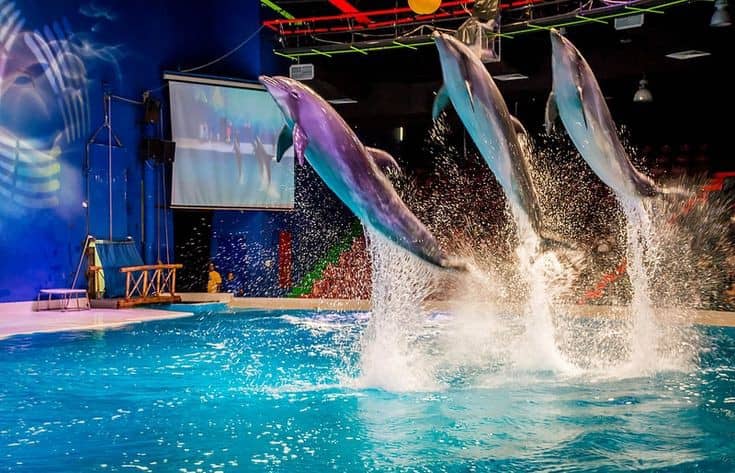 Dubai Dolphinarium - Image 1
