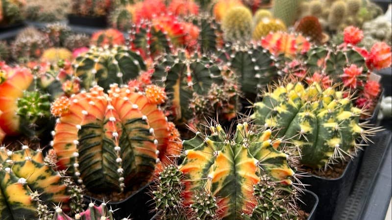 Cactus_Industry - Image 1