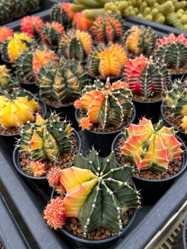 Cactus_Industry - Image 2