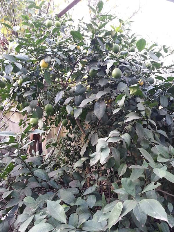 Kumbaşı Mahallesi Parkı - Image 2