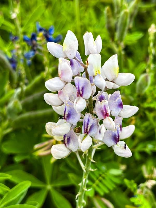 Bluebonnets in Burnet - Image 2