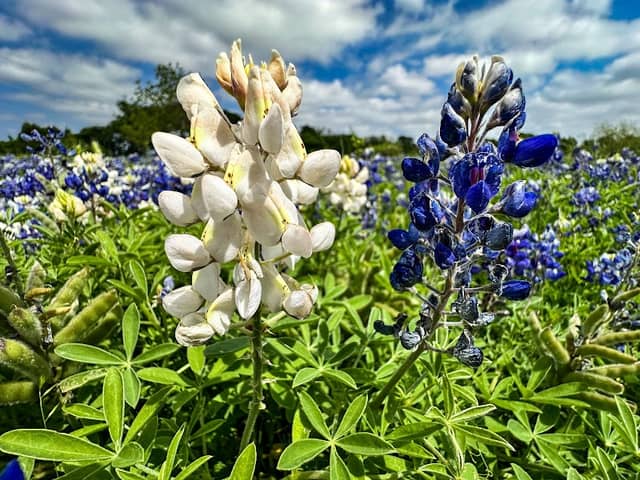Bluebonnets in Burnet - Image 3