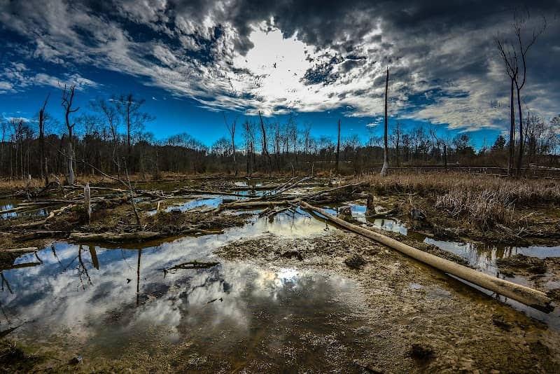 White Oak Greenway Wetlands - Image 1