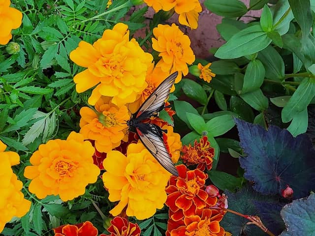 Dow Gardens Conservatory - Image 2