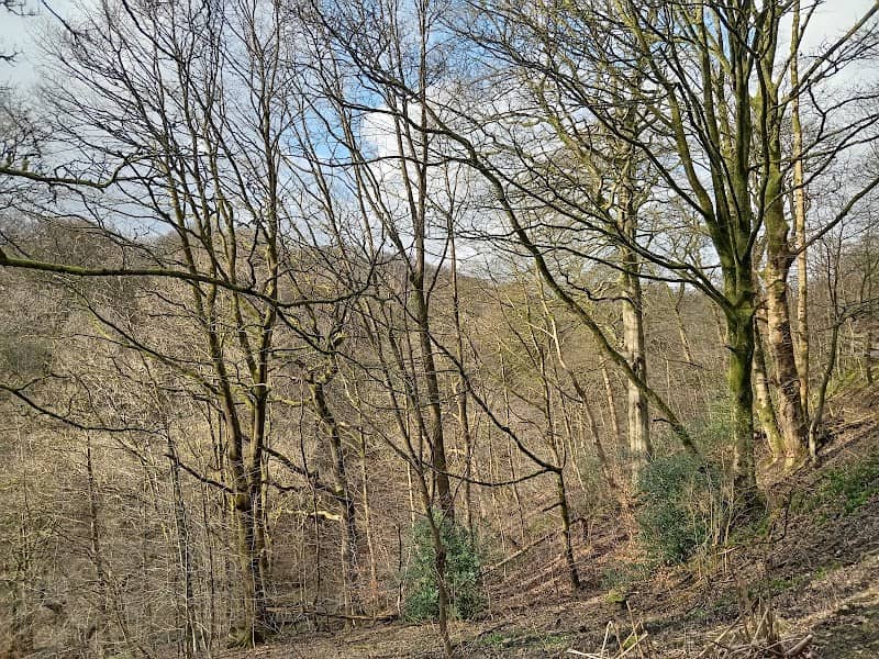 Chrimes Wood - Image 1