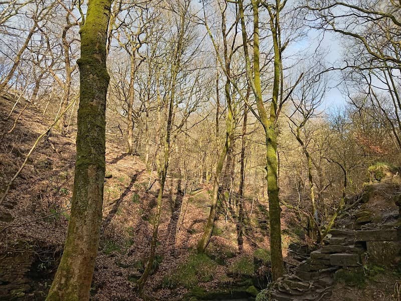 Chrimes Wood - Image 2