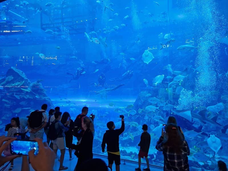 Dubai Aquarium & Underwater Zoo - Image 1
