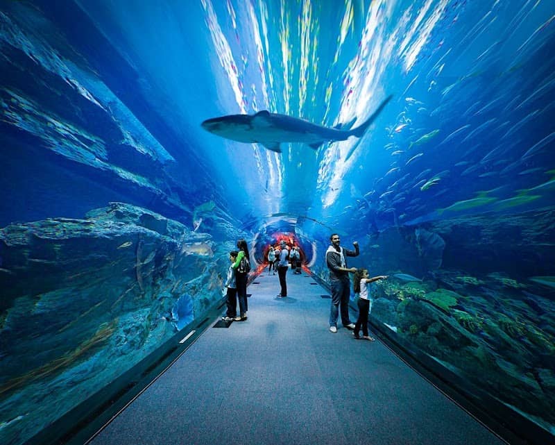 Dubai Aquarium & Underwater Zoo - Image 3