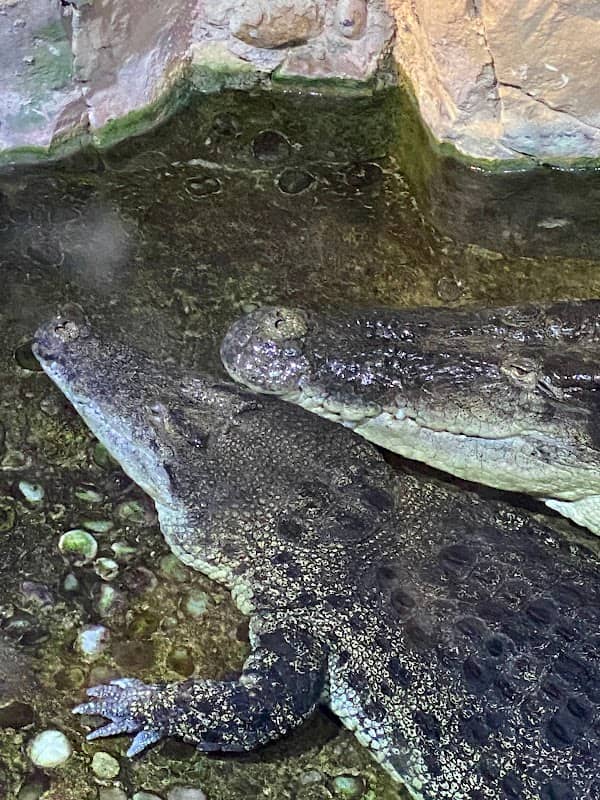 Dubai Aquarium & Underwater Zoo - Image 2