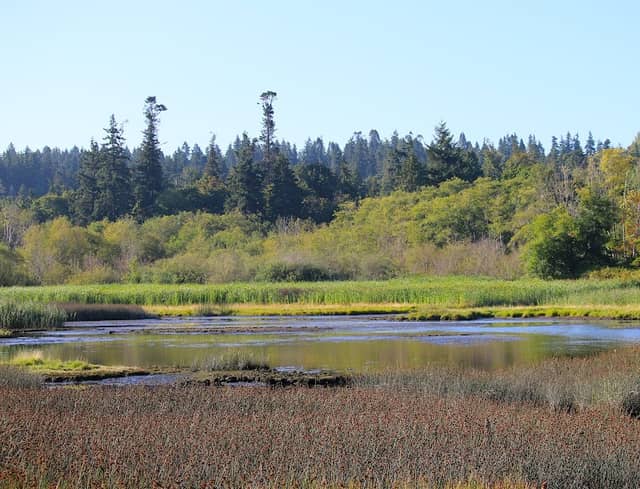 Edmonds Marsh - Image 1
