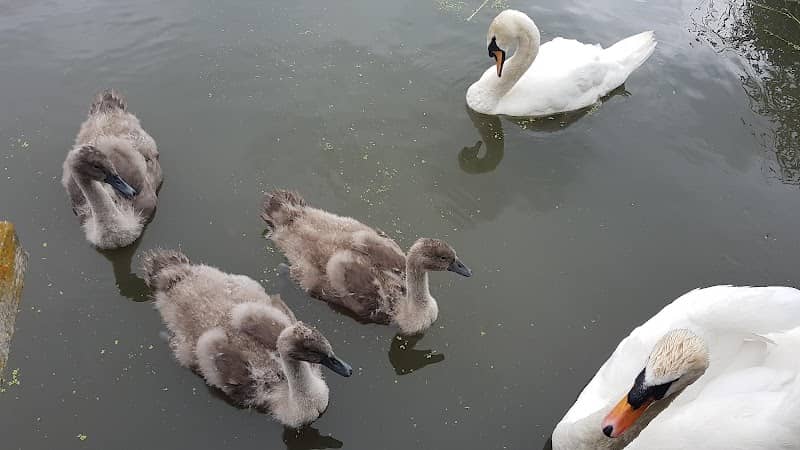 Cleethorpes Country Park - Image 2