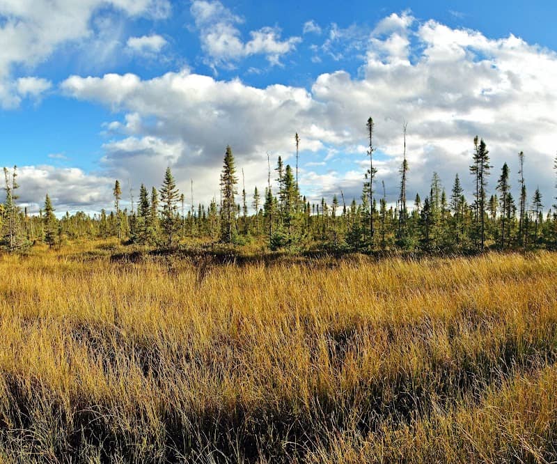 Erickson Creek Forest & Wetlands State Natural Area - Image 1