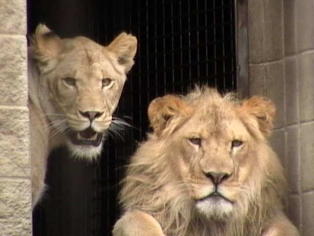 Racine Zoo - Image 1