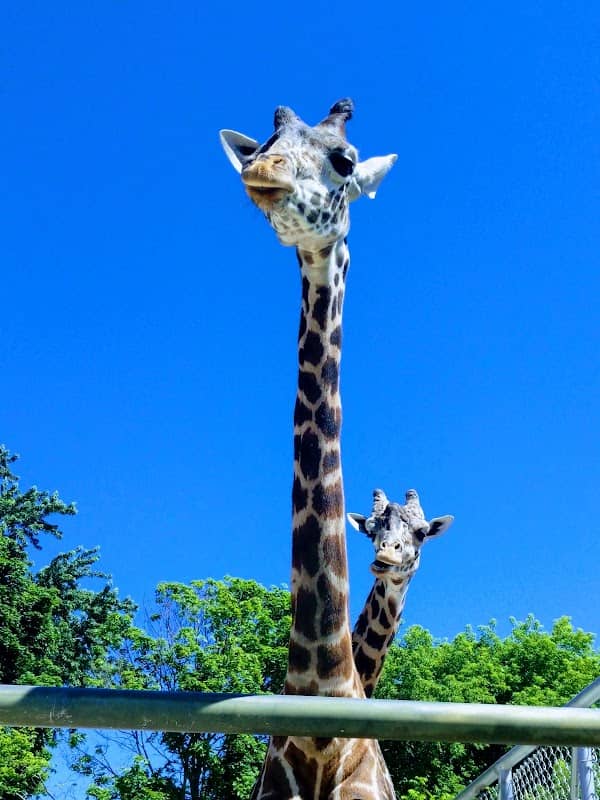Racine Zoo - Image 3