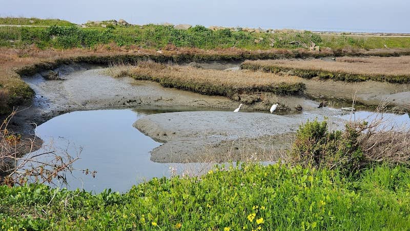 Hayward Regional Shoreline - Image 2