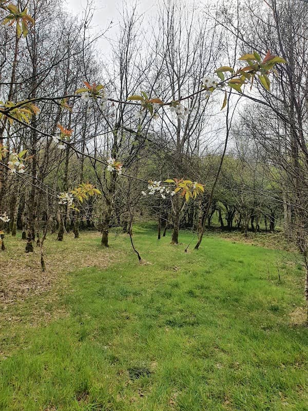 Cullion Wood - Image 1