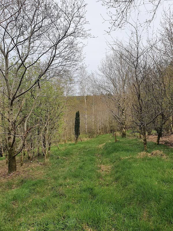 Cullion Wood - Image 2