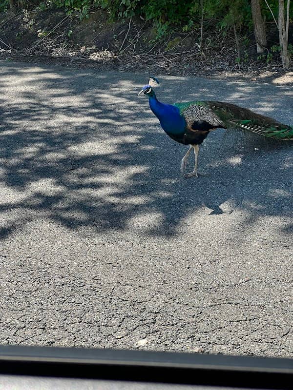 Peacock Farm - Image 1