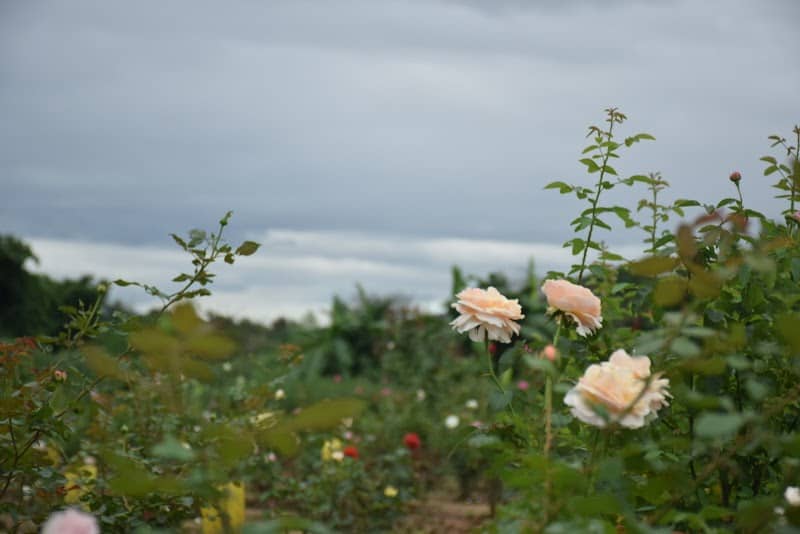 Chiangmai Organic Rose Garden - Image 1