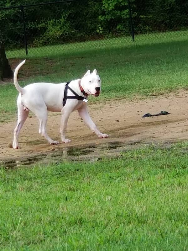 Fort Novosel Bark Park - Image 2