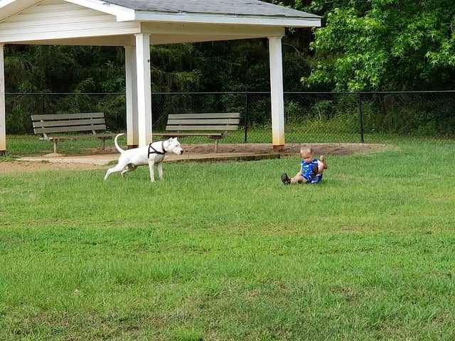Fort Novosel Bark Park - Image 1