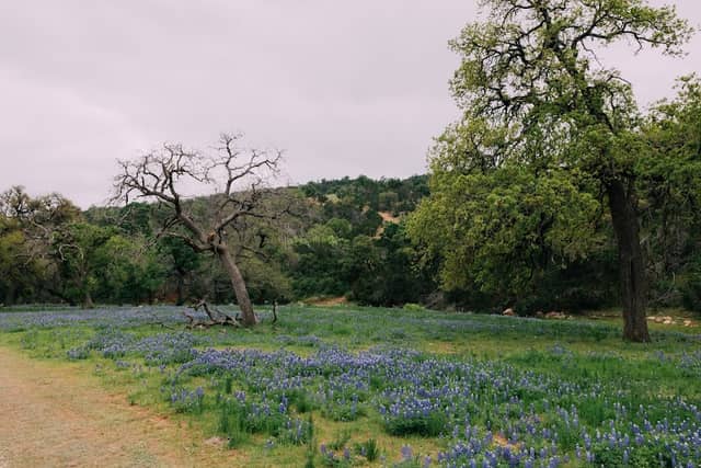 Willow City Loop - Image 3