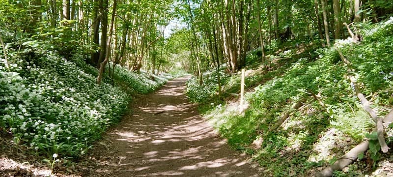 Brewers Wood - Image 1