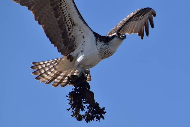 Osprey Nesting Box - Image 1