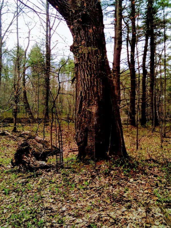 Salmon Falls Trail - Image 1