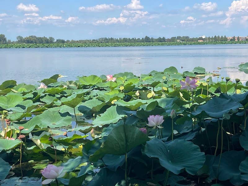Isola dei Fiori di Loto - Image 1