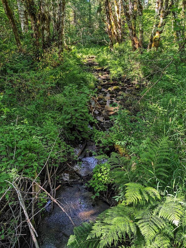 Oldgrowth Loop Trail - Image 3