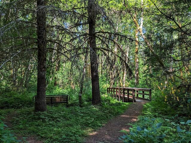 Oldgrowth Loop Trail - Image 2