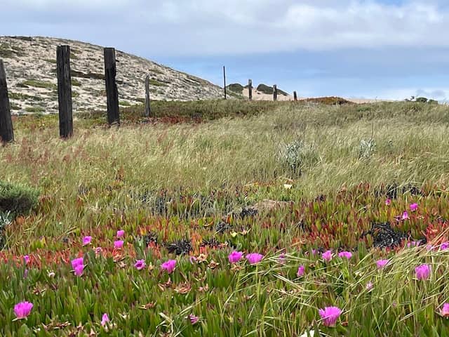Marina Dunes Preserve - Image 2
