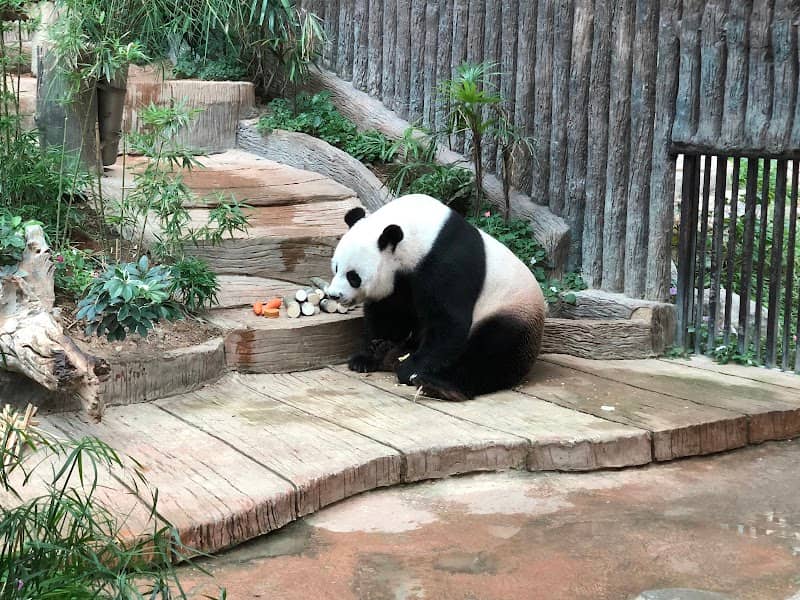 Giant Panda Research and Exhibition Center - Image 2