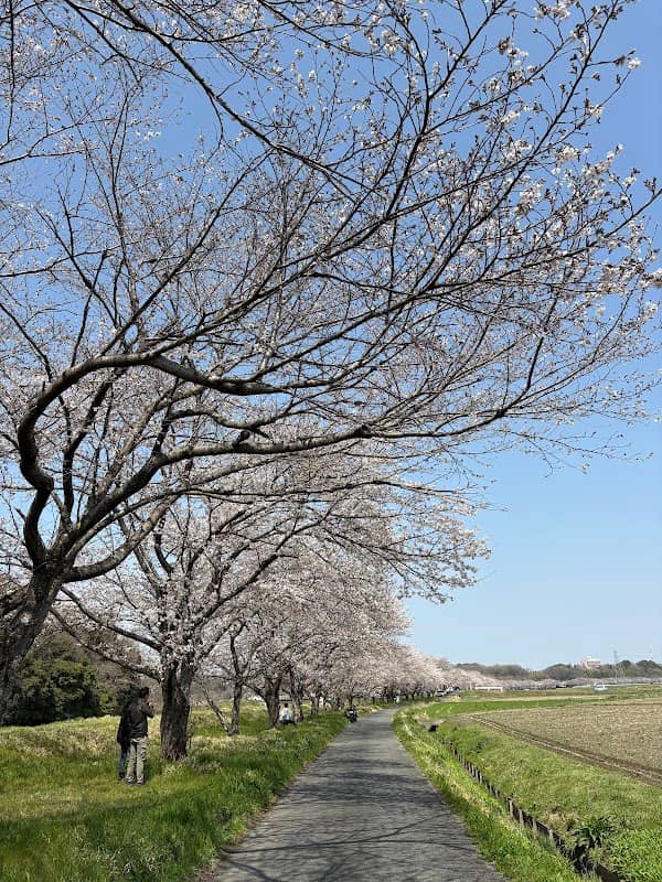 都幾川桜堤 - Image 1