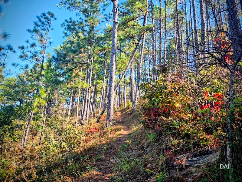 Talladega National Forest; Shoal Creek Ranger District - Image 1