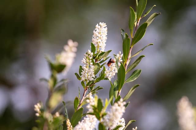 Fountaine Bleu Trail, Mississippi Coastal Birding Trail, Ocean Springs, MS - Image 1