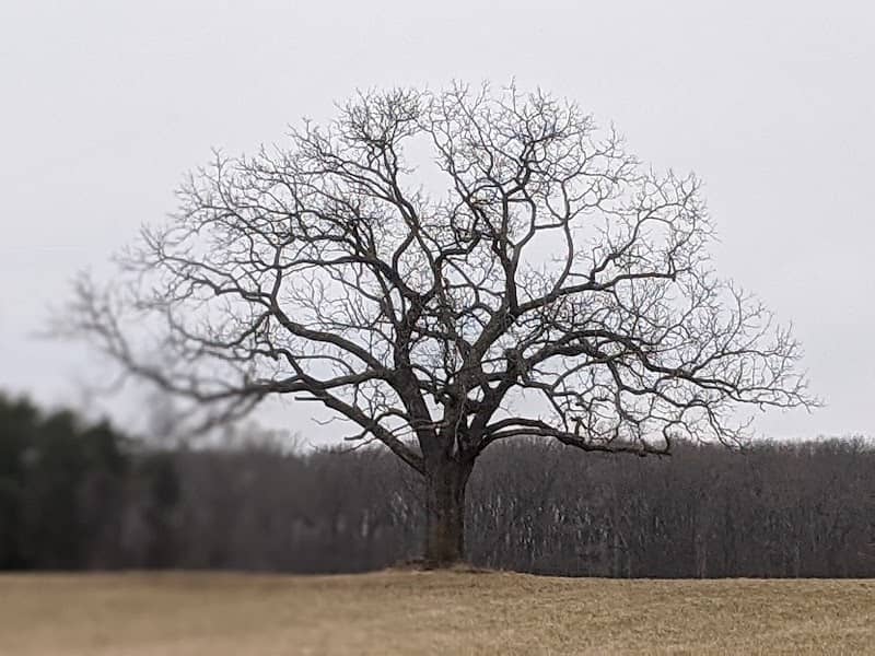 Lutz County Park - Image 1
