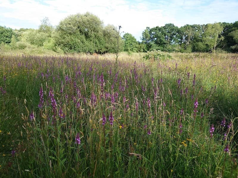 Wildern Local Nature Reserve - Image 2
